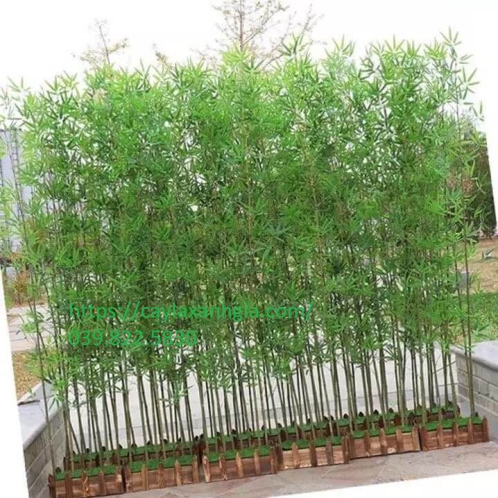 mua-cay-truc-gia-tai-ha-noi